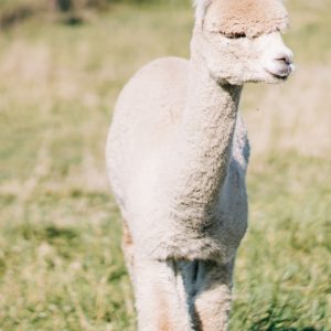 Alpaca fleece – Magyar Alpaka